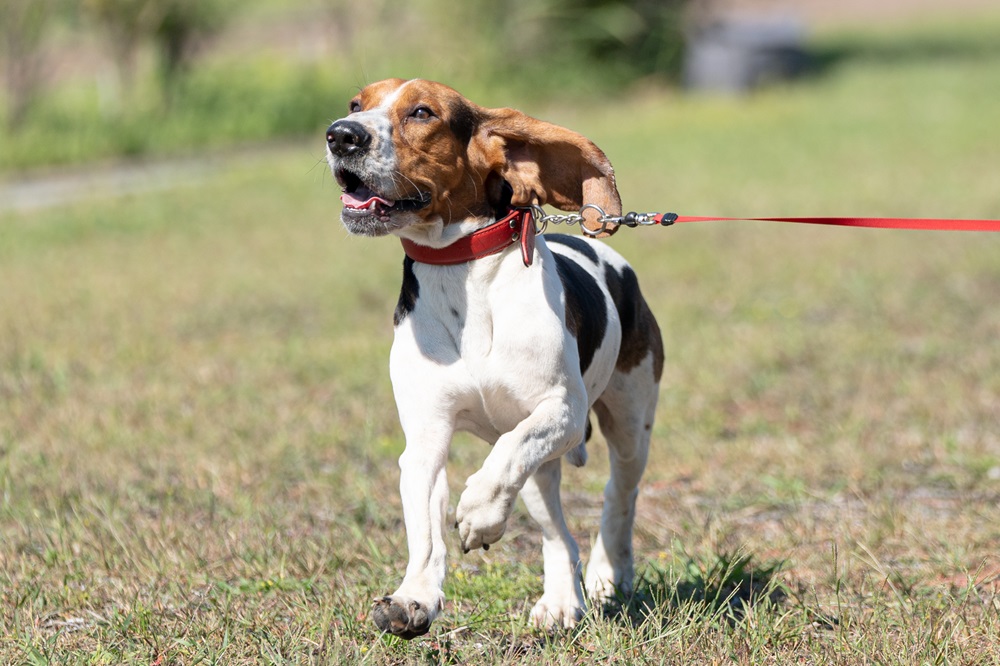 犬