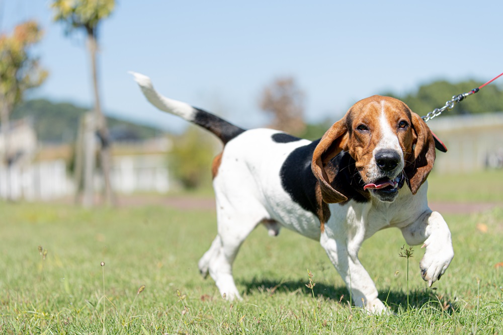 犬