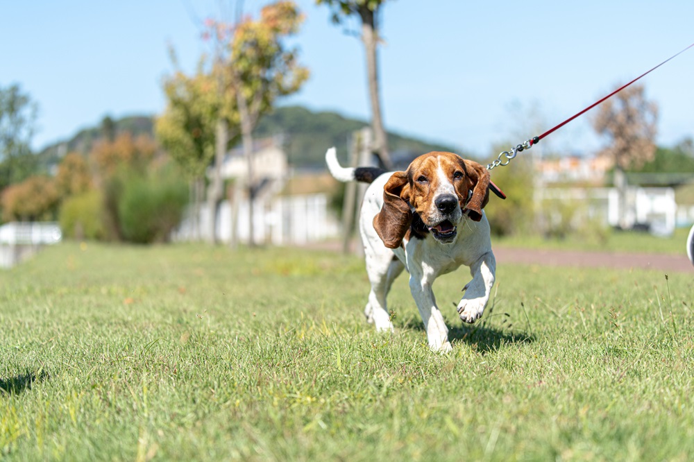 犬