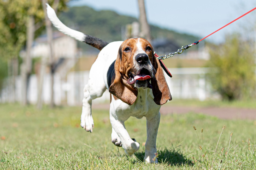 犬