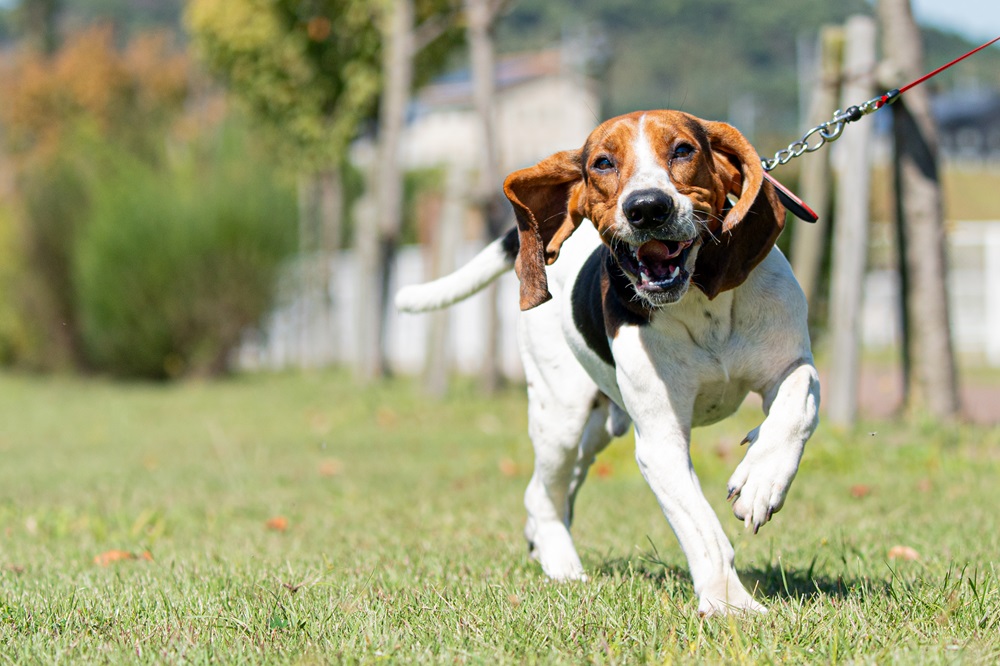 犬