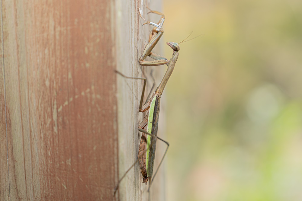 カマキリ