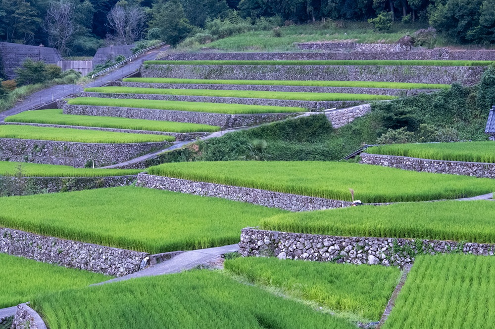 竹棚田