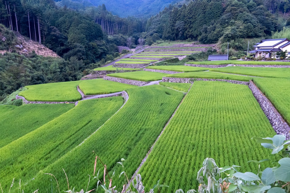 竹棚田