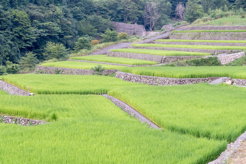 竹棚田